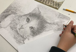 Drawing portrait of a kitten