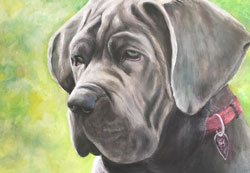 Portrait of a black mastiff dog