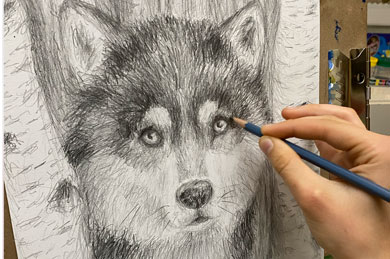 Furry Friend Wolf Husky Drawing